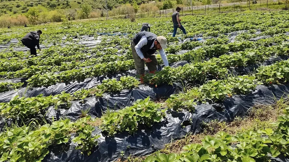 Sason Çilek Hasadı Başladı: 400 Ailenin Geçim Kaynağı Organik Lezzet Sason Çilek Hasadı Başladı: 400 Ailenin Geçim Kaynağı Organik Lezzet