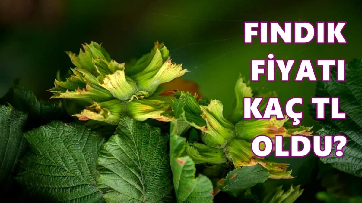 Ordu'da Fındık Fiyatları 180-190 TL Bandında: Üretici Satışta Temkinli Ordu'da Fındık Fiyatları 180-190 TL Bandında: Üretici Satışta Temkinli