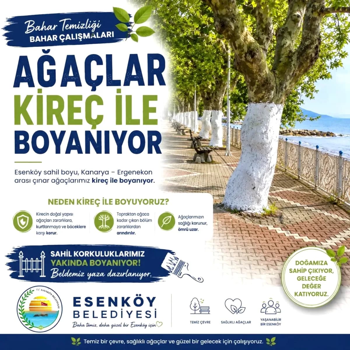 Esenköy'ün Tarihi Çınarları Kireçle Korumaya Alındı Esenköy'ün Tarihi Çınarları Kireçle Korumaya Alındı