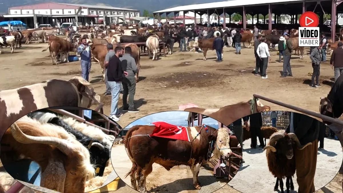 Erzincan'da Kurban Bayramı Arife Günü Yoğunluğu: Hayvan Pazarında Canlı Pazarlıklar Erzincan'da Kurban Bayramı Arife Günü Yoğunluğu: Hayvan Pazarında Canlı Pazarlıklar