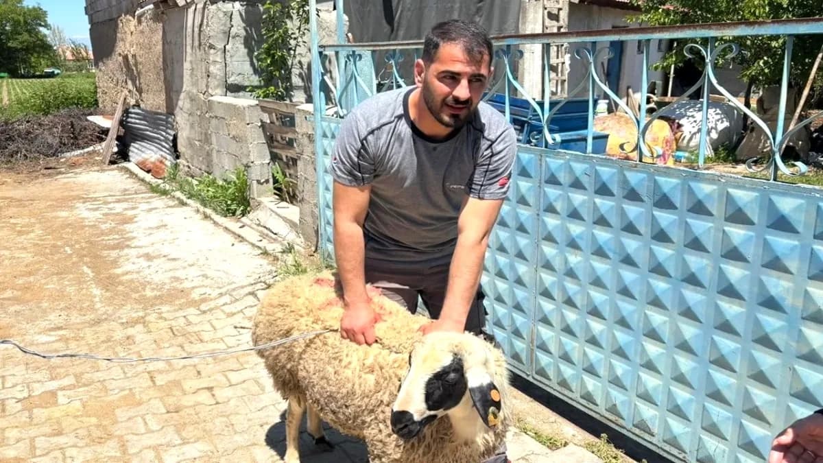Şırnak'ta Kaçan Kurbanlık Koyun Vatandaşların Yardımıyla Yakalandı Şırnak'ta Kaçan Kurbanlık Koyun Vatandaşların Yardımıyla Yakalandı