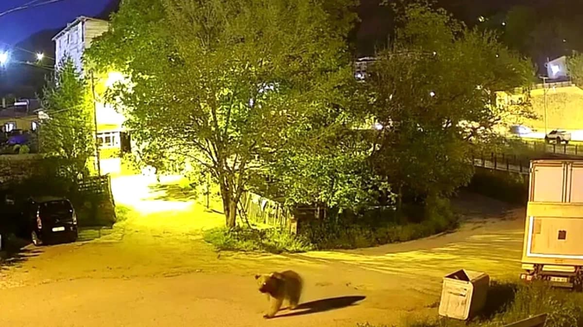 Gümüşhane'de Şehir Merkezinde Yiyecek Arayan Ayı Kamerada Gümüşhane'de Şehir Merkezinde Yiyecek Arayan Ayı Kamerada