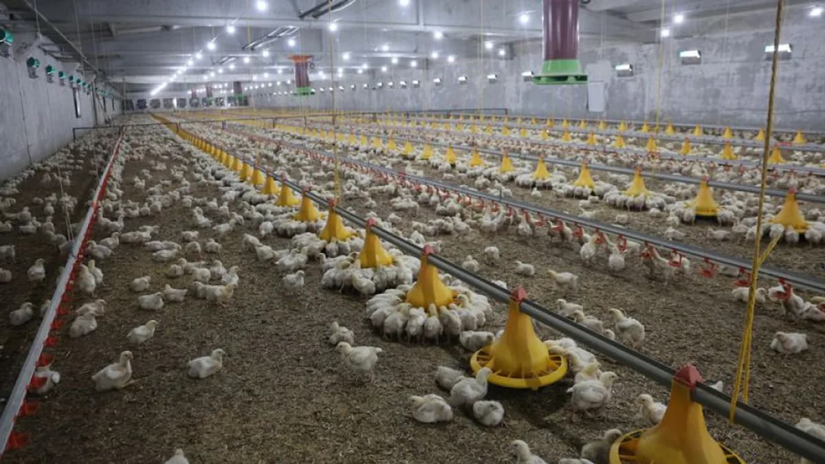 Beyaz Et Sektöründe Dev Operasyon: 13 Şirkete Kayyum Atandı Beyaz Et Sektöründe Dev Operasyon: 13 Şirkete Kayyum Atandı