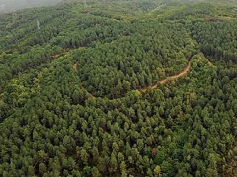 Teknoloji Yanıldı, Dağcılar Doğruladı: Doğu Asya'nın En Uzun Ağacı Tescillendi Teknoloji Yanıldı, Dağcılar Doğruladı: Doğu Asya'nın En Uzun Ağacı Tescillendi