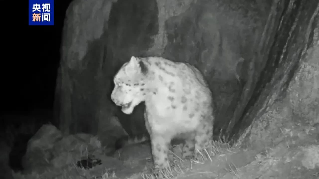 Çin'de İlk Kez Muztagh Ata Bölgesinde Kar Leoparı Görüntülendi Çin'de İlk Kez Muztagh Ata Bölgesinde Kar Leoparı Görüntülendi