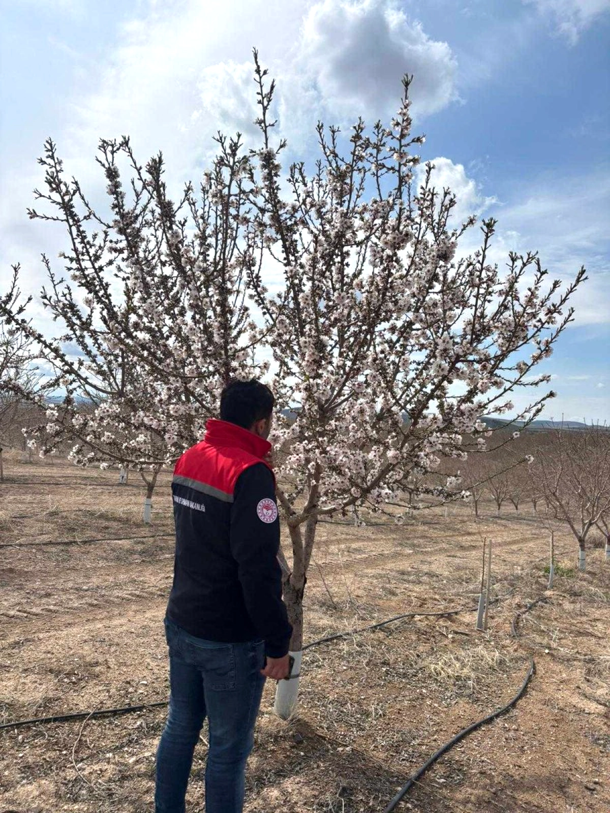 Konya'da Zirai Don Riski Alarmı: Kulu'da Meyve Bahçeleri 7/24 İzleniyor