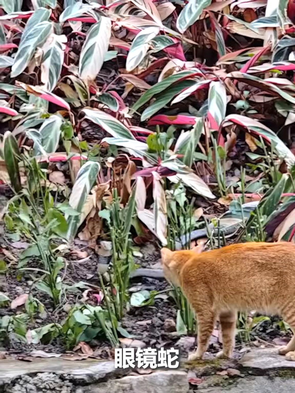 Yavru Kedi ile Kobranın Parktaki Gerilimli Karşılaşması Viral Oldu