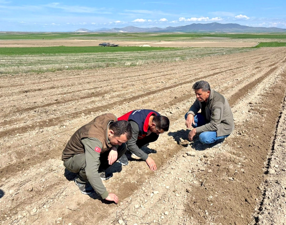 Afyon'da TAKE Projesi ile Dağıtılan Tohumlar Toprakla Buluştu