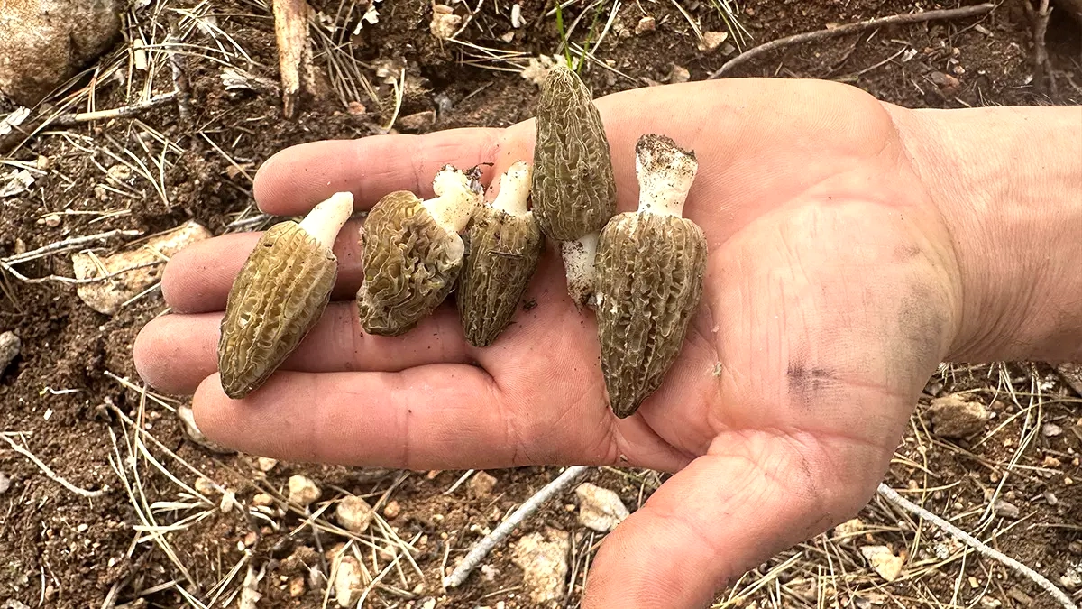 Yanan Ormanlar Kastamonu'da Köylülere Gelir Kapısı Oldu