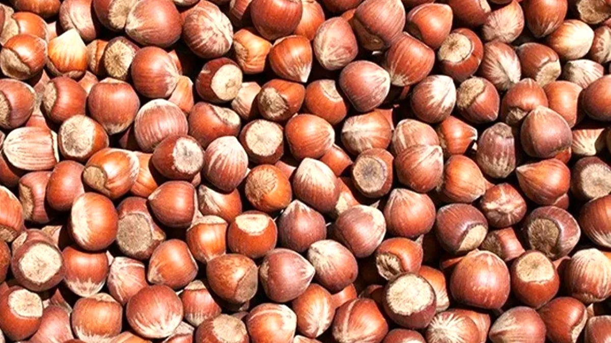 Fındık Fiyatları TMO'nun Altına İndi: Piyasada Denge Bozuldu