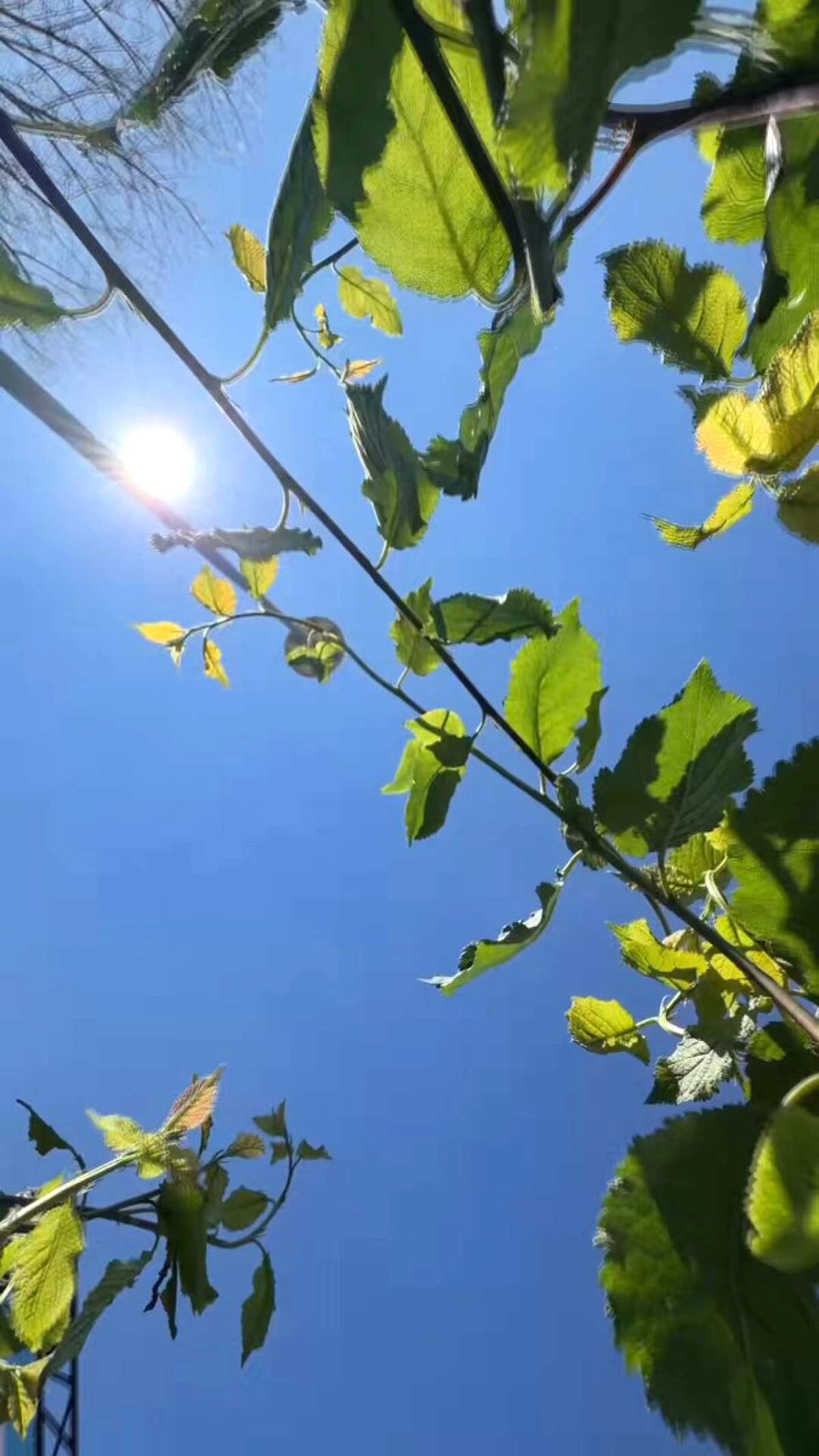 Konya'da Çiftçilere 31 Bin Fidan ve 265 Bin Kg Tohum Desteği