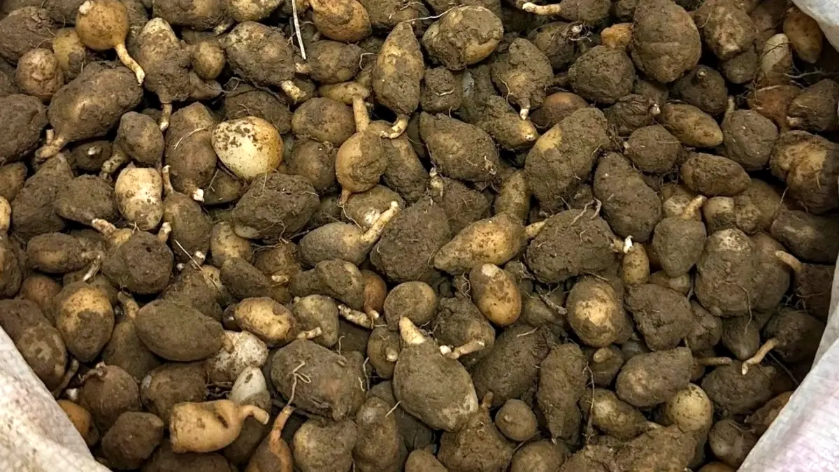 Nesli Tehlike Altındaki Salep Orkidesi İçin 700 Bin Lira Yakın Ceza