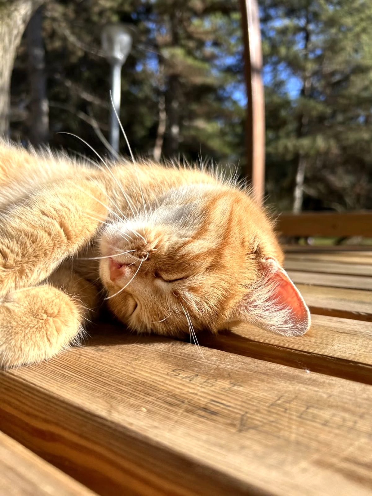 Ankara Üniversitesi'nde Bahar Dönemi: Akademik Yoğunluk ve Yaşam Dengesi