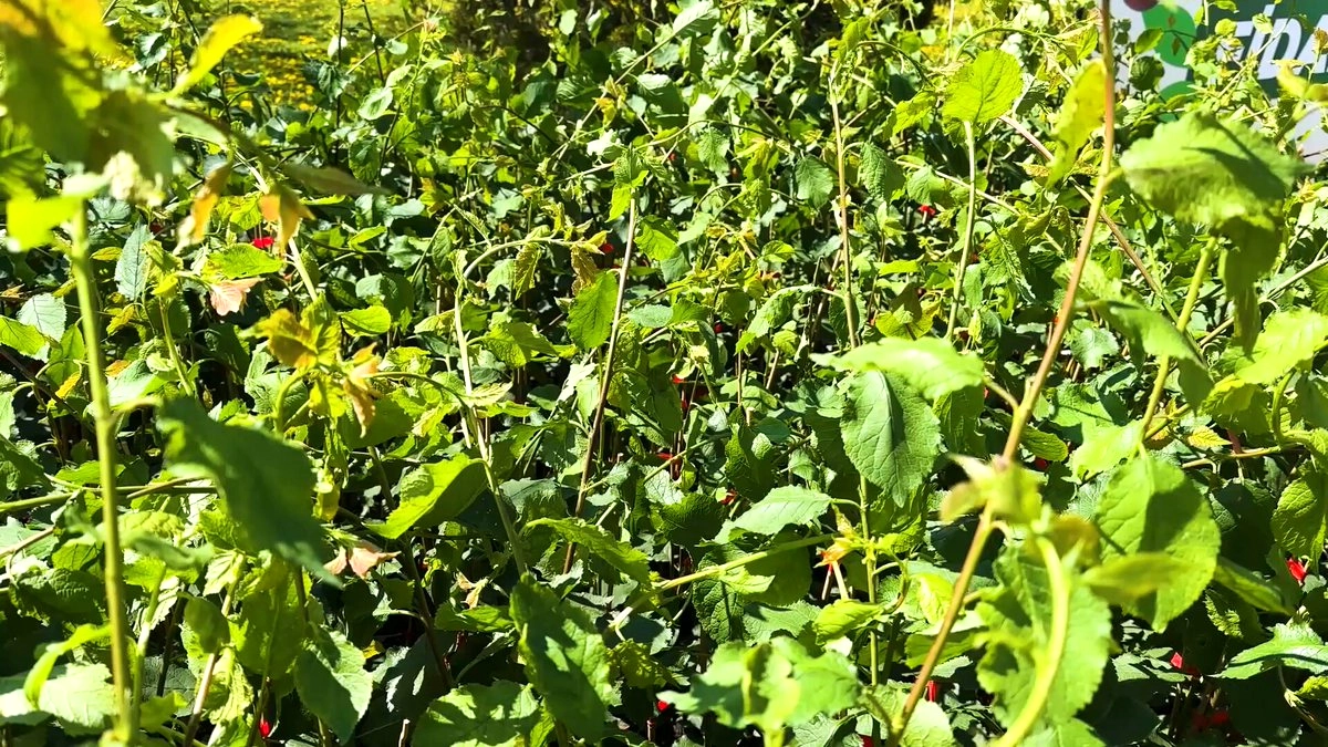 Konya Çiftçisine Yüzde 50 Hibeli Meyve Fidanı Desteği