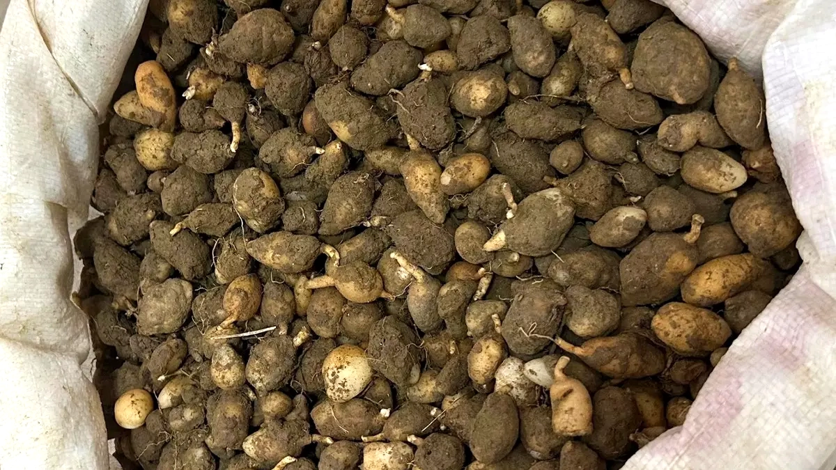 Gebze'de Salep Orkidesi Söken Kişiye 699 Bin TL Ceza: Nesli Tehlike Altındaki Tür Koruma Altında