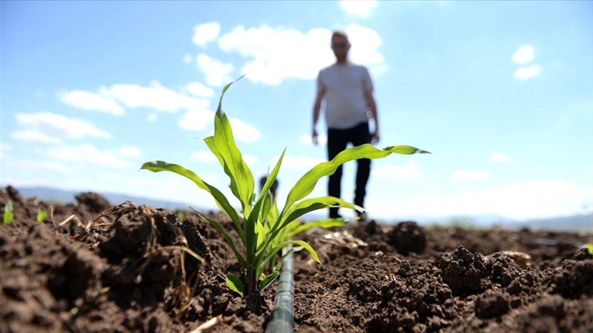 Gübrede Vergi Şoku: Amonyum Nitrat ve Monoamonyum Fosfat Gümrük Vergileri Sıfırlandı
