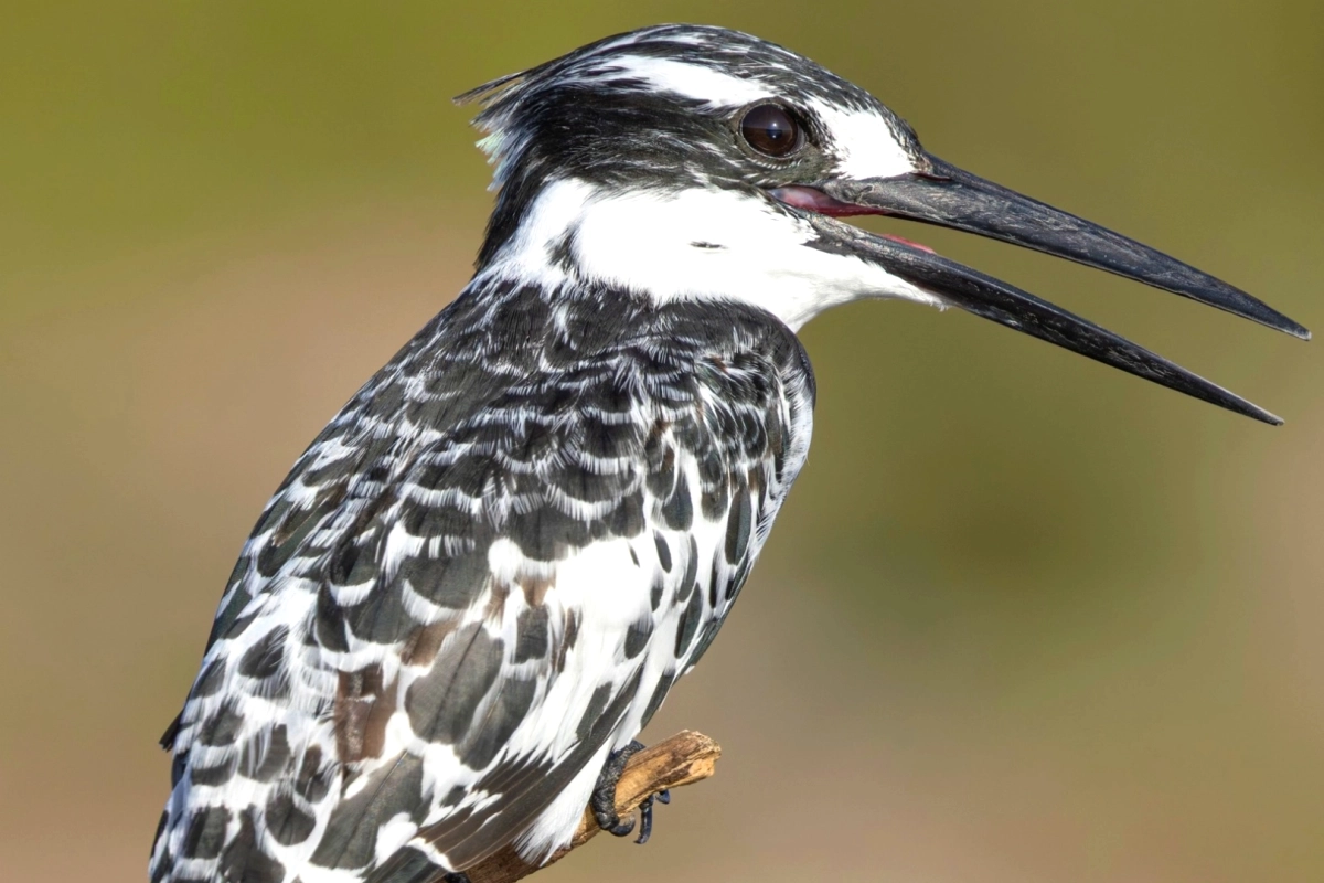 Yalova'dan Kuş Gözlem Görüntüleri: 4 Nadir Tür Doğal Yaşam Alanlarında Görüntülendi