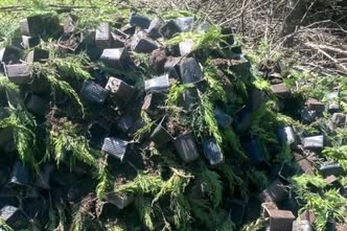 Yalova'da Skandal: Yüzlerce Çam Fidanı Saksılarıyla Çöpe Atıldı