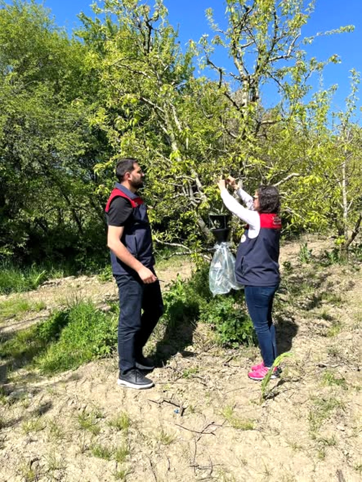 Kestel'de Kahverengi Kokarca İstilasına Karşı Feromon Tuzağı Mücadelesi