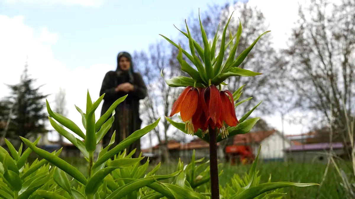 5 Yıl Sonra Açan Ters Lalelere Dokunmanın Cezası 700 Bin TL