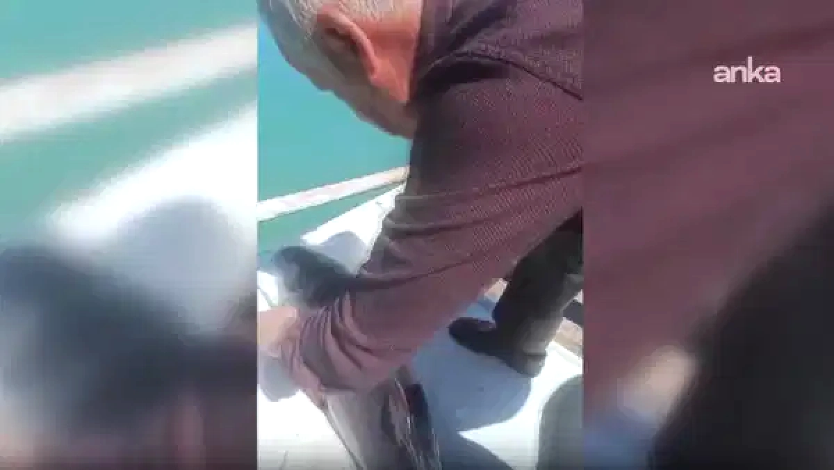 Sinop'ta Balıkçı Ağına Takılan Yunus Yavrusu Kurtarıldı