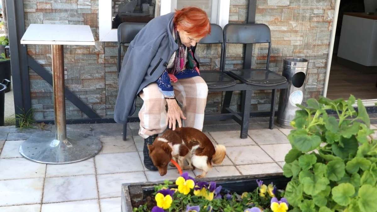 Çiftlikköy'de Duygusal Buluşma: 90 Yaşındaki Teyze Kayıp Köpeği Fındık'la Kavuştu
