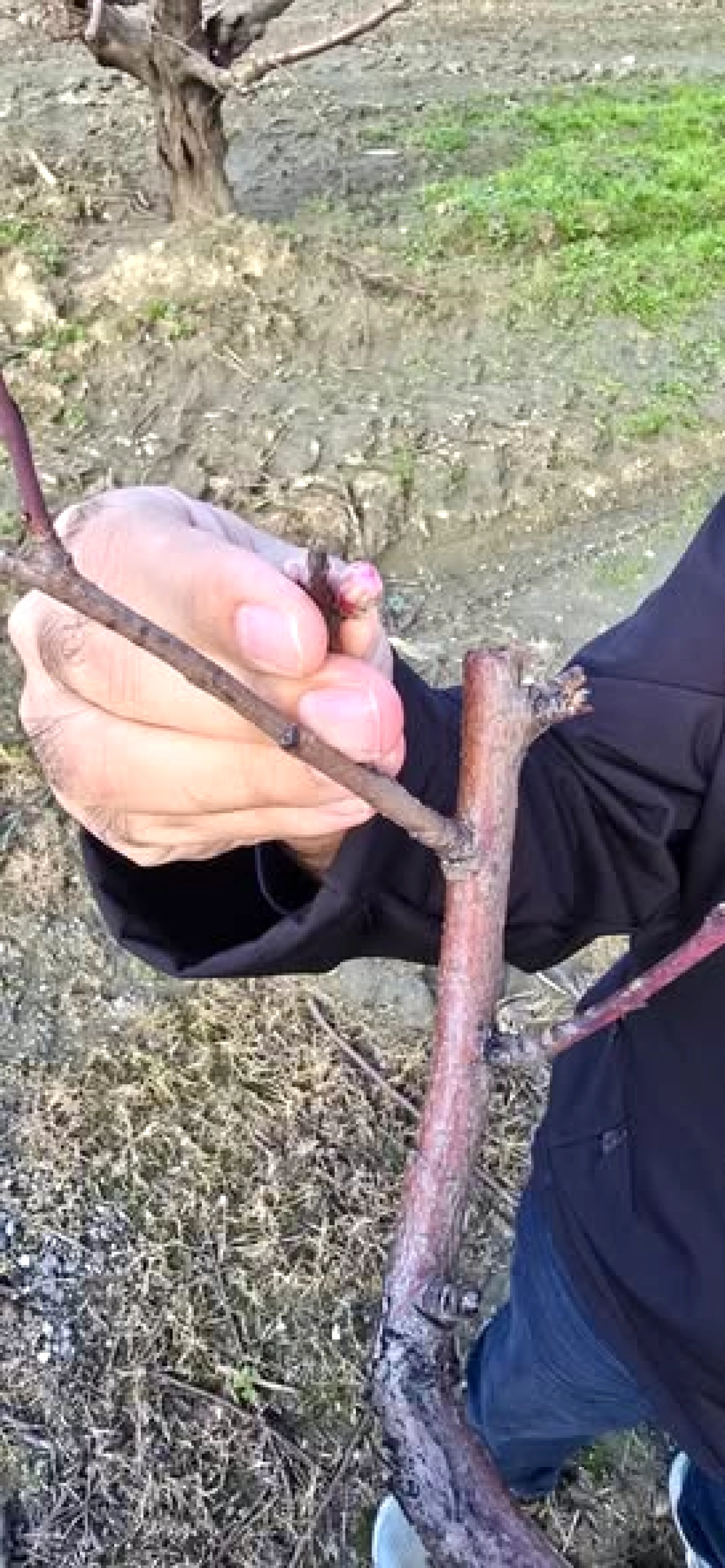 Gürsu'da Tarımın Nabzı Tutuldu: Üreticiler ve Teknik Ekip Masaya Yatırdı