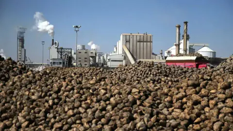 Konya Şeker'den Üreticiye 664 Milyon TL'lik Dev Destek: Ödemeler Başlıyor