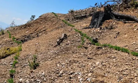 Honaz Dağı'nda Küllerinden Doğuş: Cankurtaran Yeniden Yeşeriyor