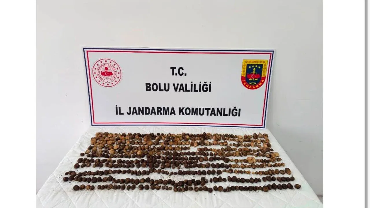 Bolu'da Yasak Salep Toplayanlara Rekor Ceza: Toplam 2 Milyon TL'yi Aştı Bolu'da Yasak Salep Toplayanlara Rekor Ceza: Toplam 2 Milyon TL'yi Aştı