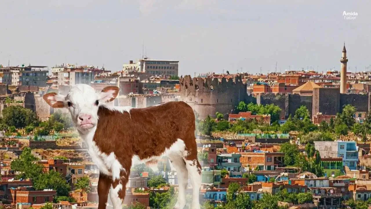 Diyarbakır'da Veterinere Götürdüğü Buzağıyı Kaybeden Besicinin Çaresizliği Diyarbakır'da Veterinere Götürdüğü Buzağıyı Kaybeden Besicinin Çaresizliği