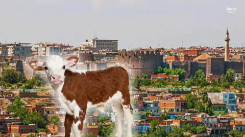 Diyarbakır'da Veterinere Götürdüğü Buzağıyı Kaybeden Besicinin Çaresizliği