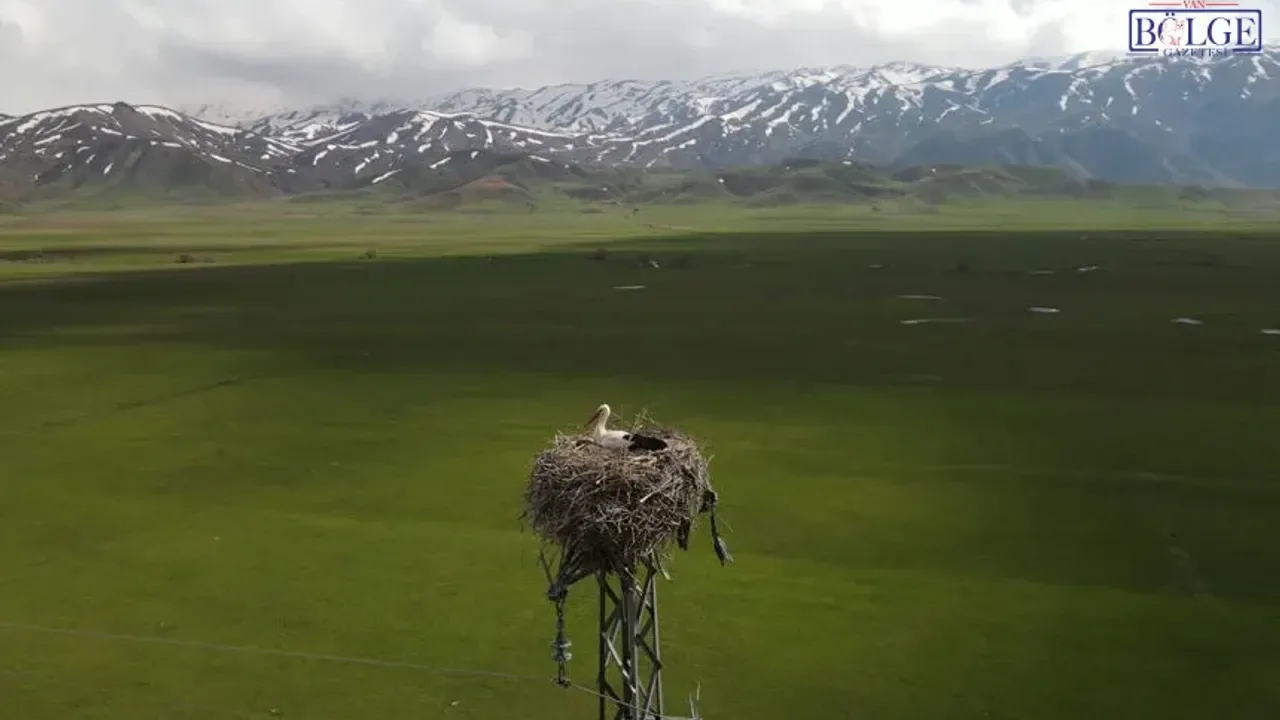 Hakkari'nin Kuş Cenneti'nde Doğa Mucizesi: Sadık Leylekler Yuvaya Döndü Hakkari'nin Kuş Cenneti'nde Doğa Mucizesi: Sadık Leylekler Yuvaya Döndü