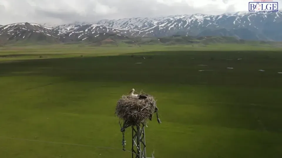Hakkari'nin Kuş Cenneti'nde Doğa Mucizesi: Sadık Leylekler Yuvaya Döndü görseli