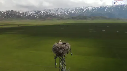 Hakkari'nin Kuş Cenneti'nde Doğa Mucizesi: Sadık Leylekler Yuvaya Döndü
