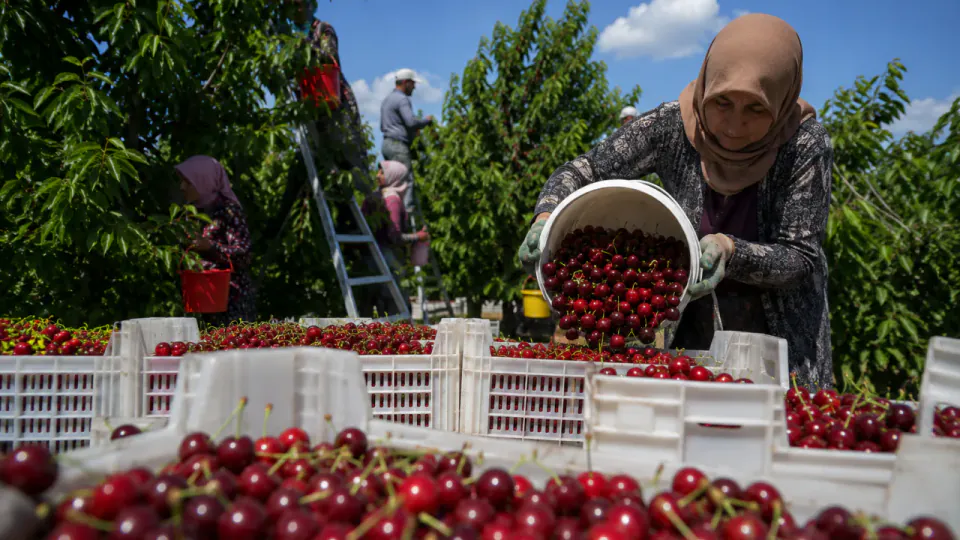 Yozgat Sorgun'un Kaliteli Kirazları Dünya Pazarına İhraç Ediliyor görseli