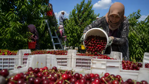Yozgat Sorgun'un Kaliteli Kirazları Dünya Pazarına İhraç Ediliyor