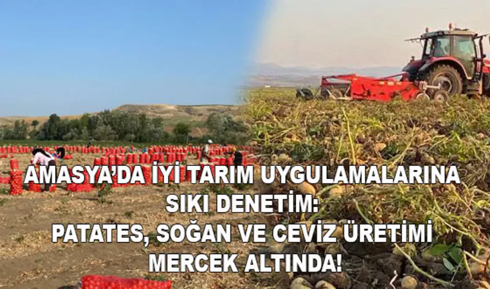 Amasya'da Tarım Ürünlerine Sıkı Denetim: Patates, Soğan ve Ceviz İnceleniyor görseli