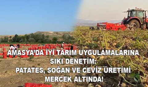 Amasya'da Tarım Ürünlerine Sıkı Denetim: Patates, Soğan ve Ceviz İnceleniyor