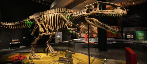 Antarktika'da 40 Yıllık Sır Çözüldü: Arşivden Çıkan İlk Dinozor Fosili