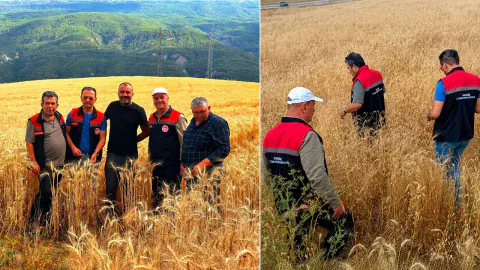 Karabük'te çekirge istilası ihbarları sonrası tarlalarda kritik inceleme
