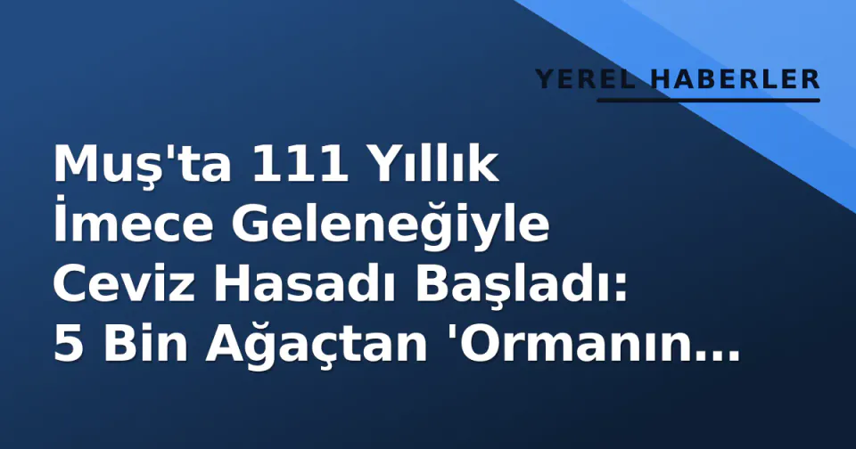 Muş'ta 111 Yıllık İmece Geleneğiyle Ceviz Hasadı Başladı: 5 Bin Ağaçtan 'Ormanın Altını' Topluyorlar görseli