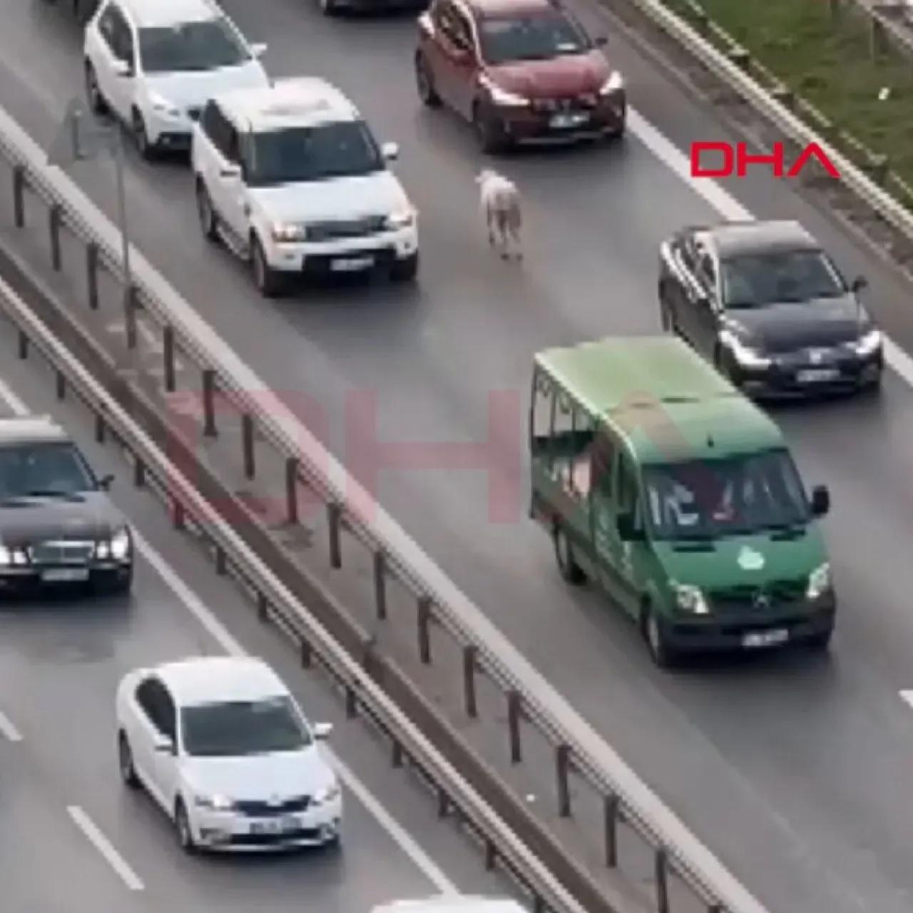 Ümraniye'de Trafiğin Ters Yönüne İlerleyen Koyun Sürüsü Sürücüleri Şaşkına Çevirdi Ümraniye'de Trafiğin Ters Yönüne İlerleyen Koyun Sürüsü Sürücüleri Şaşkına Çevirdi