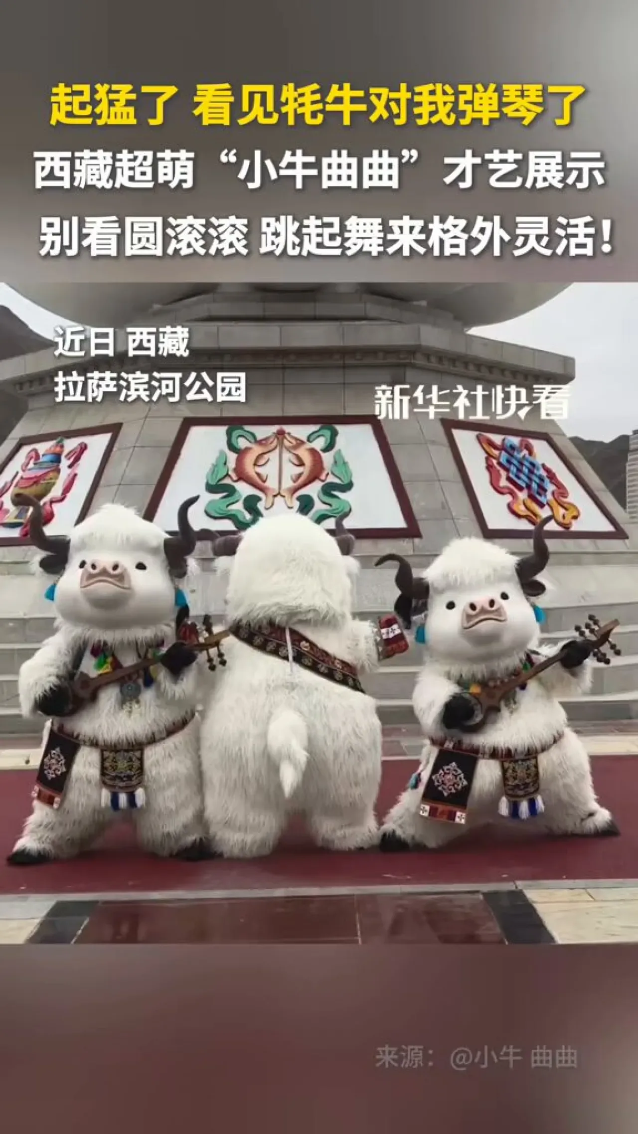 Tibet'teki Sevimli Şişman Yak, Dans Yetenekleriyle Şaşırtıyor Tibet'teki Sevimli Şişman Yak, Dans Yetenekleriyle Şaşırtıyor