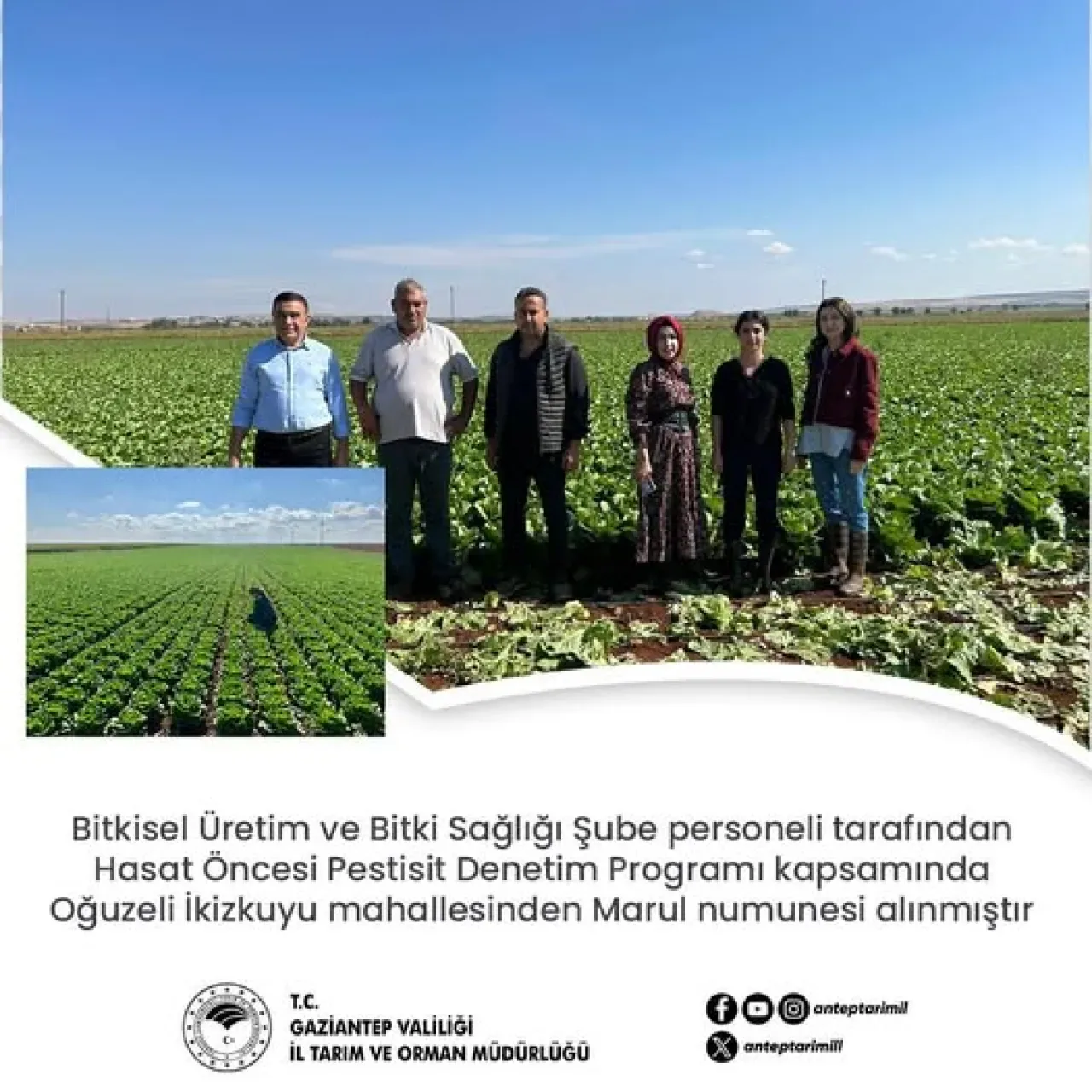 Gaziantep'te Hasat Öncesi Marul Denetimleri Sıkılaştırıldı Gaziantep'te Hasat Öncesi Marul Denetimleri Sıkılaştırıldı
