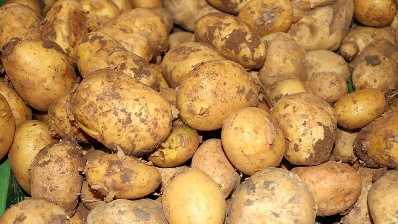 Patates Fiyatları Polemiğine Bakanlık Açıklaması: Gerçek Fiyat Ne? Patates Fiyatları Polemiğine Bakanlık Açıklaması: Gerçek Fiyat Ne?