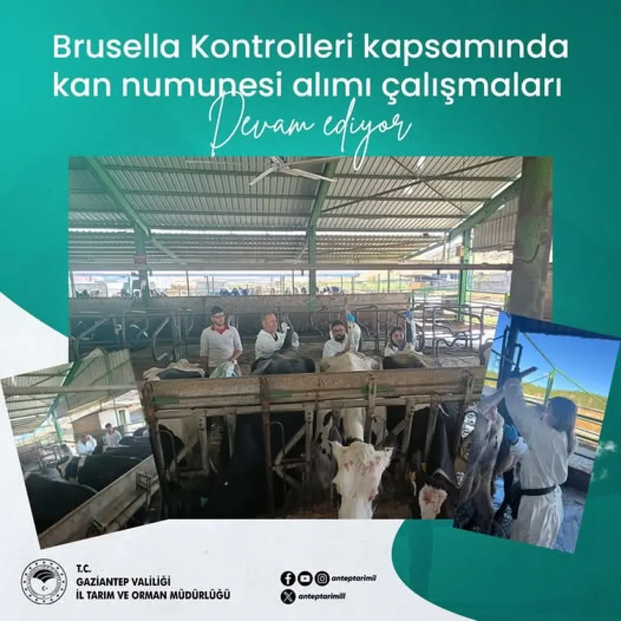 Gaziantep'te Hayvan Sağlığı İçin Brusella Kontrolleri Sürüyor Gaziantep'te Hayvan Sağlığı İçin Brusella Kontrolleri Sürüyor