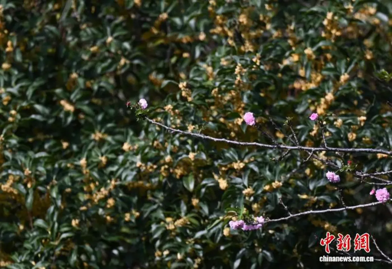 Hangzhou Batı Gölü'nde Mevsim Dışı Açan Kiraz Çiçekleri Görenleri Büyülüyor Hangzhou Batı Gölü'nde Mevsim Dışı Açan Kiraz Çiçekleri Görenleri Büyülüyor