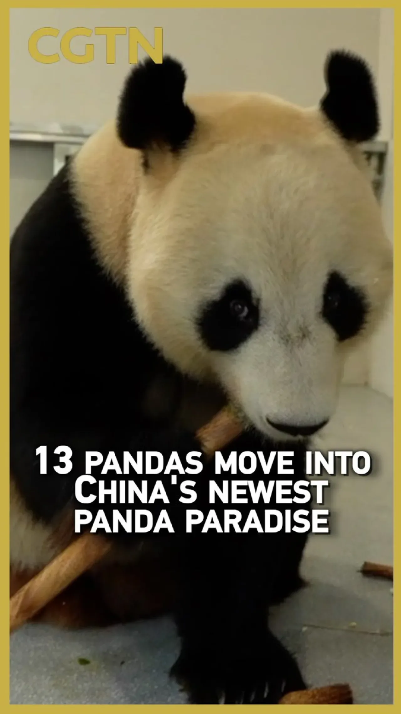 Mianyang'da Devasa Yeni Panda Merkezi Açıldı Mianyang'da Devasa Yeni Panda Merkezi Açıldı