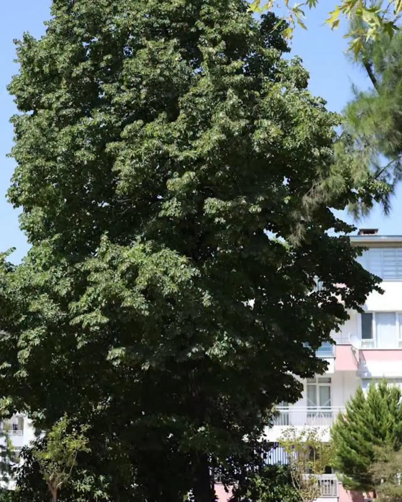 Karabağlar'da BEÇ Parkı Yenilendi: Üçkuyular Mahallesi'ne Modern Yaşam Alanı Karabağlar'da BEÇ Parkı Yenilendi: Üçkuyular Mahallesi'ne Modern Yaşam Alanı
